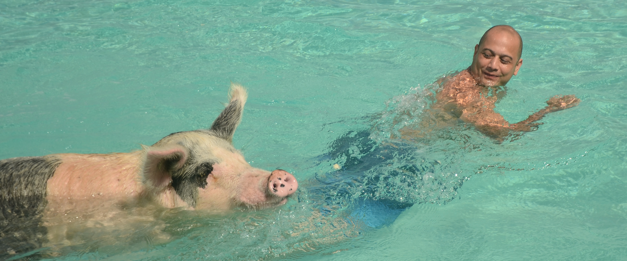Swimming Pigs Tour in Bahamas