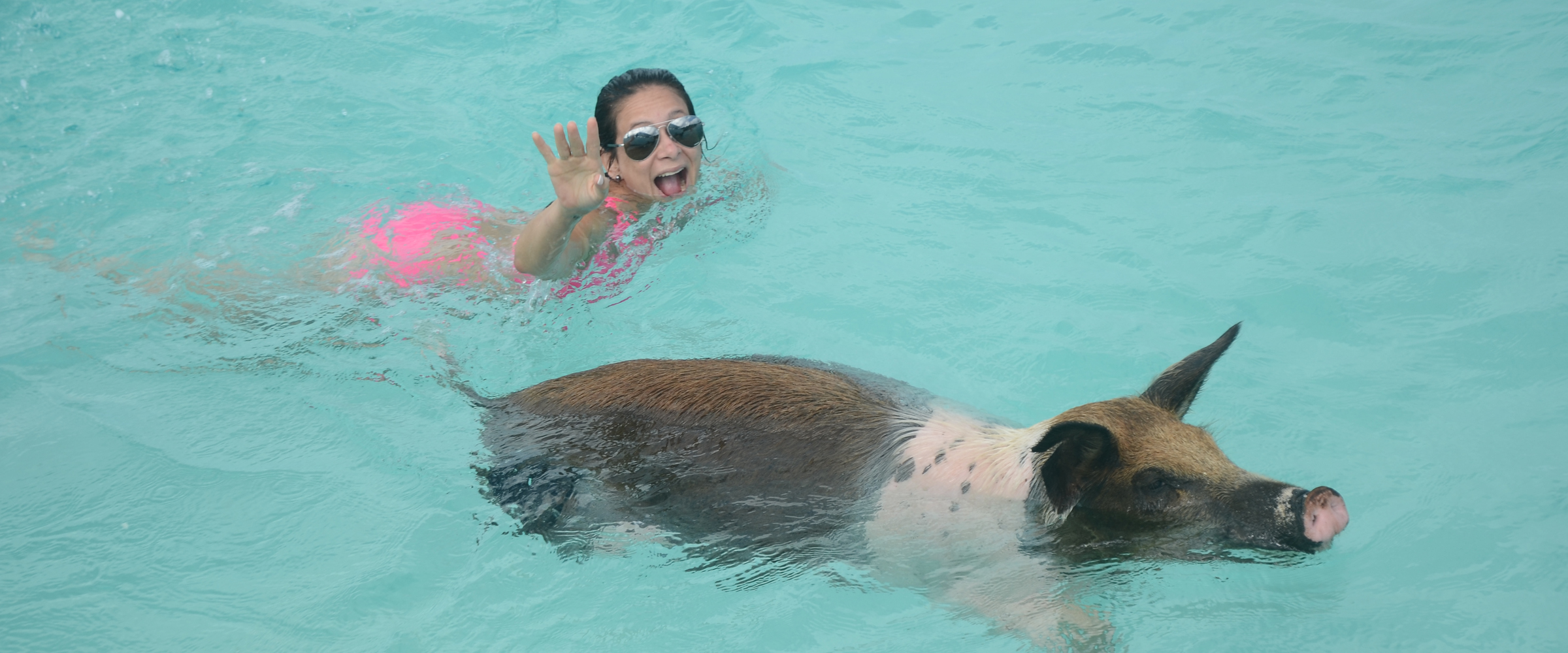 Swimming Pigs Tour in Bahamas